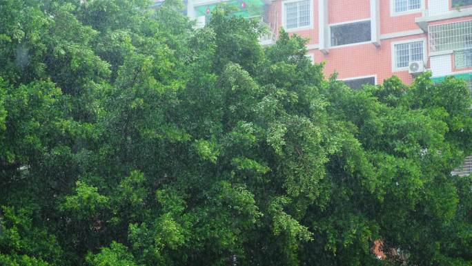 大雨天刮风下雨树木 大榕树 台风天