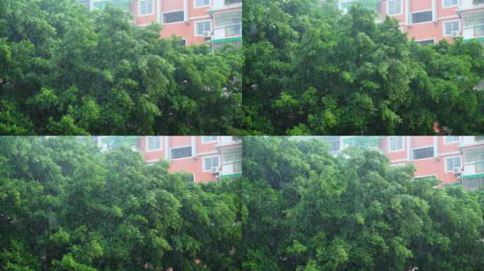 大雨天刮风下雨树木 大榕树 台风天