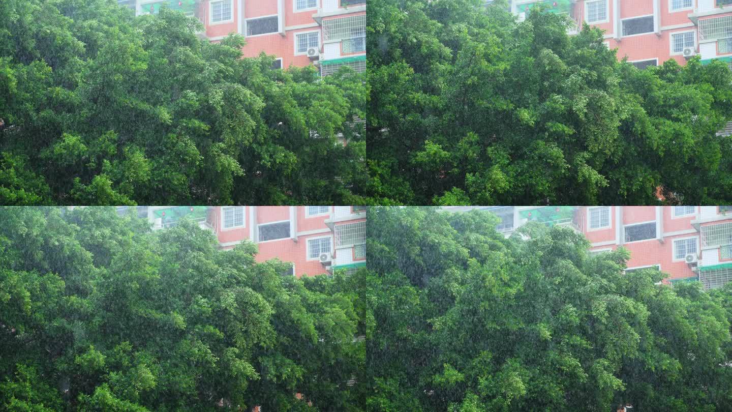 大雨天刮风下雨树木 大榕树 台风天