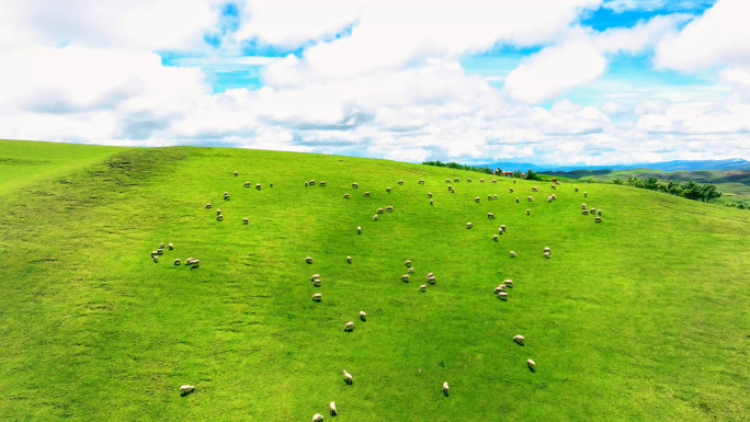 高山草甸羊群4k航拍