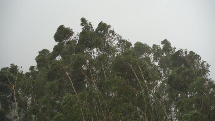 森林狂风暴雨风吹树林风吹雨打树木台风下雨