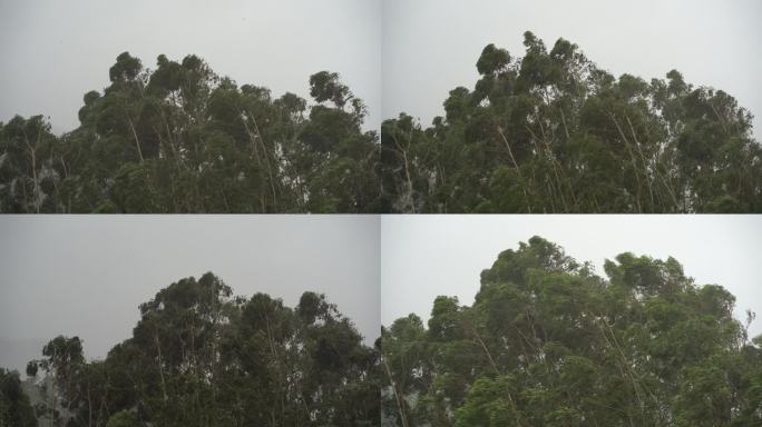 森林狂风暴雨风吹树林风吹雨打树木台风下雨