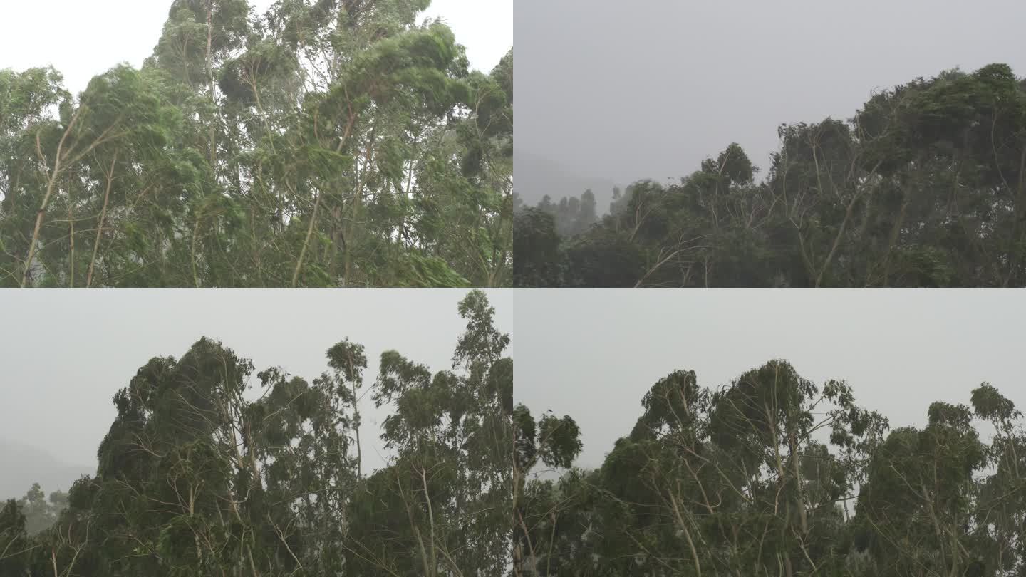 台风森林狂风暴雨风吹树林风吹雨打树木下雨