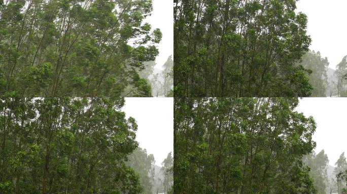 台风森林狂风暴雨风吹树林风吹雨打树木下雨