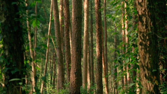 唯美大自然原始森林4k