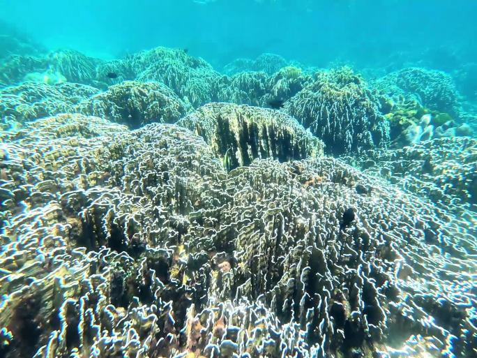 水下浮潜拍摄珊瑚和热带鱼