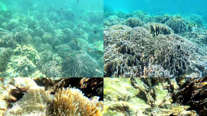 水下浮潜拍摄珊瑚和热带鱼
