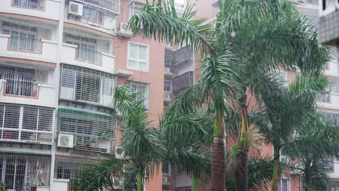 大雨天刮风下雨树木 大王椰子树 台风天