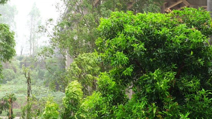 台风森林狂风暴雨风吹树林风吹雨打树木下雨