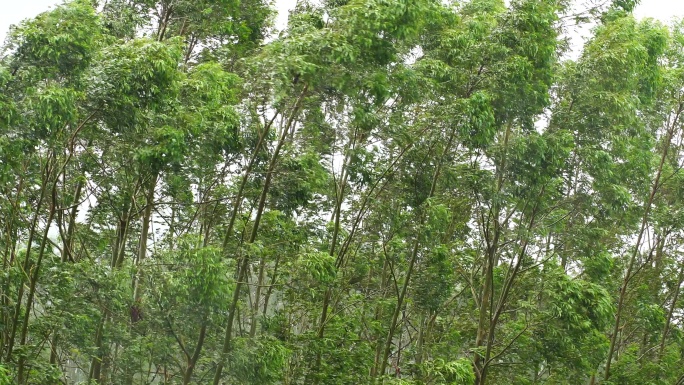 台风森林狂风暴雨风吹树林风吹雨打树木下雨