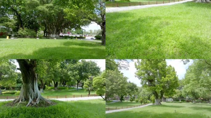 城市公园绿化 优美环境 草地