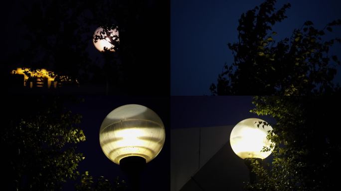 4k深夜人文空镜阴森起风月亮树叶路灯空镜