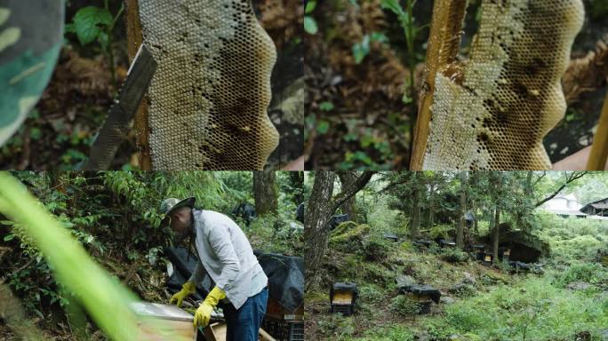 蜂场养蜂人的蜂巢割蜂蜜02