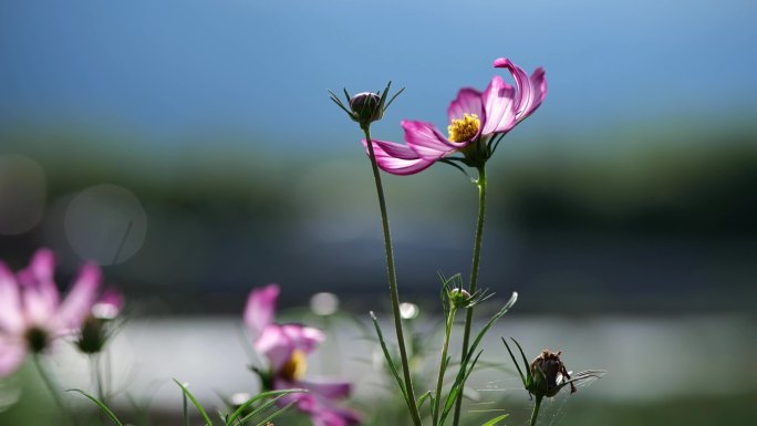 唯美花朵格桑花