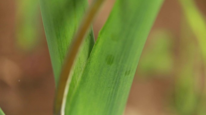 中药材原料制作种植培育