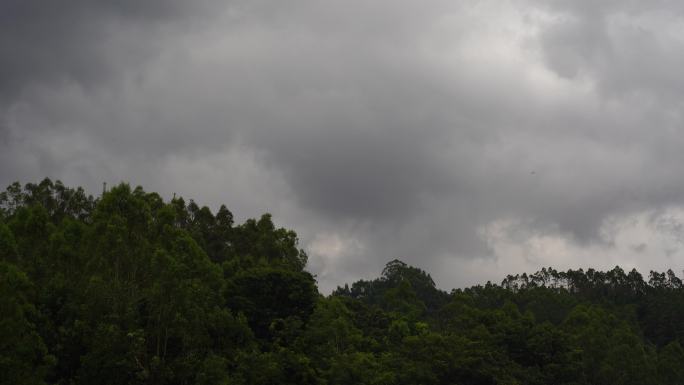 阴天森林乌云飘过树林阴雨天森林大景松树林