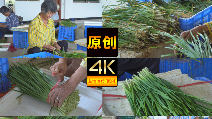 【4K】韭菜分拣实拍视频