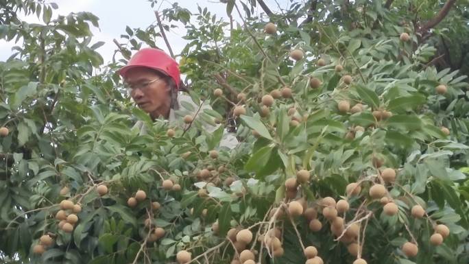 龙眼树龙眼丰收热带水果新鲜果上树采摘龙眼