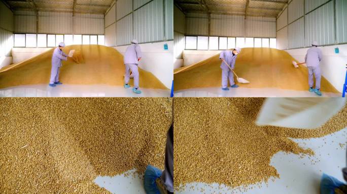 仓库里的小麦