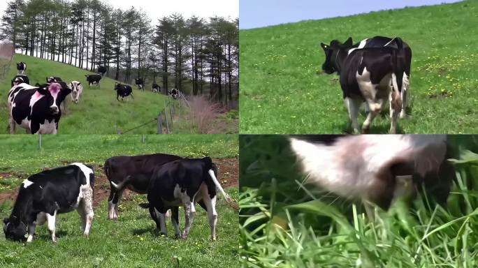 牧场奶牛放牛吃草