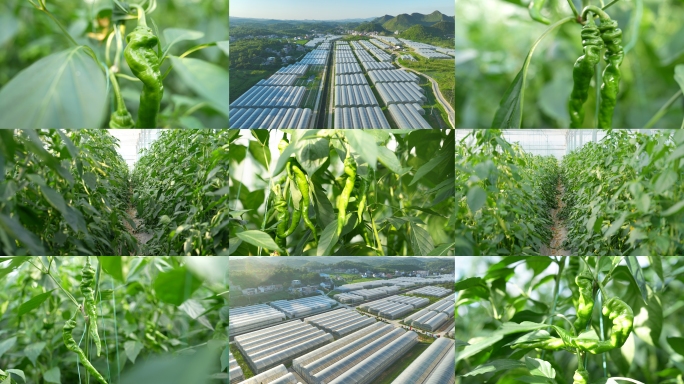 大棚辣椒 农业种植 绿色产品 航拍种植园