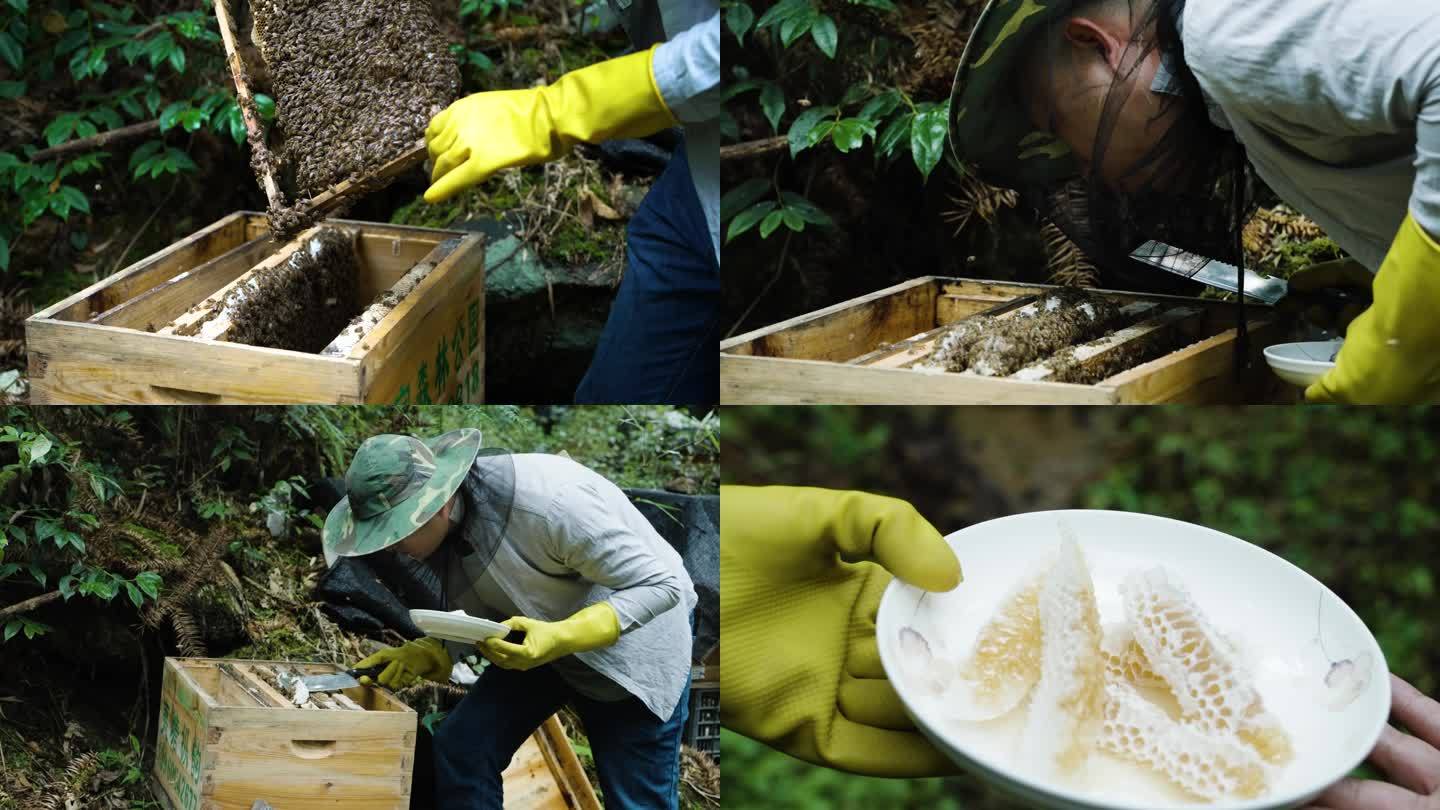 蜂场养蜂人的蜂巢割蜂蜜01