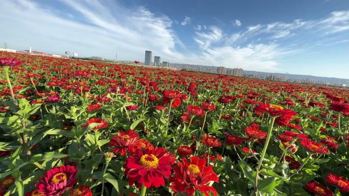 百日菊 新疆花海 绿色城市