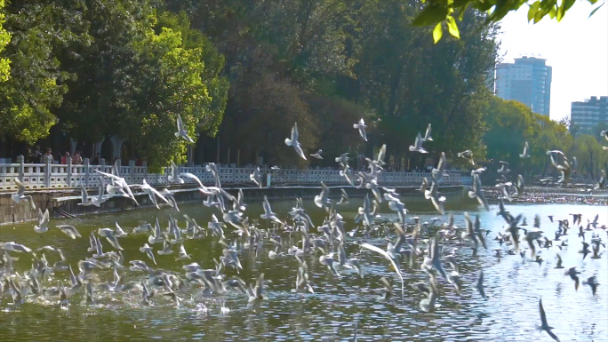 翠湖海鸥