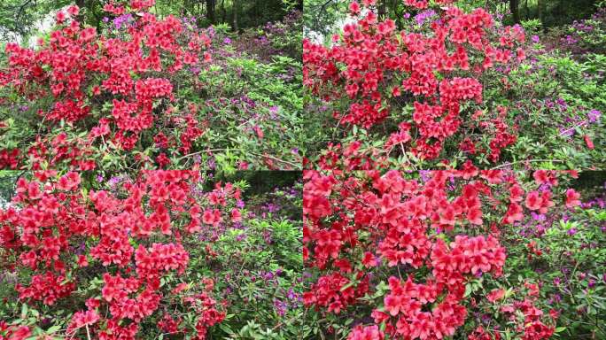 春天桂林植物园山上盛开的杜鹃花