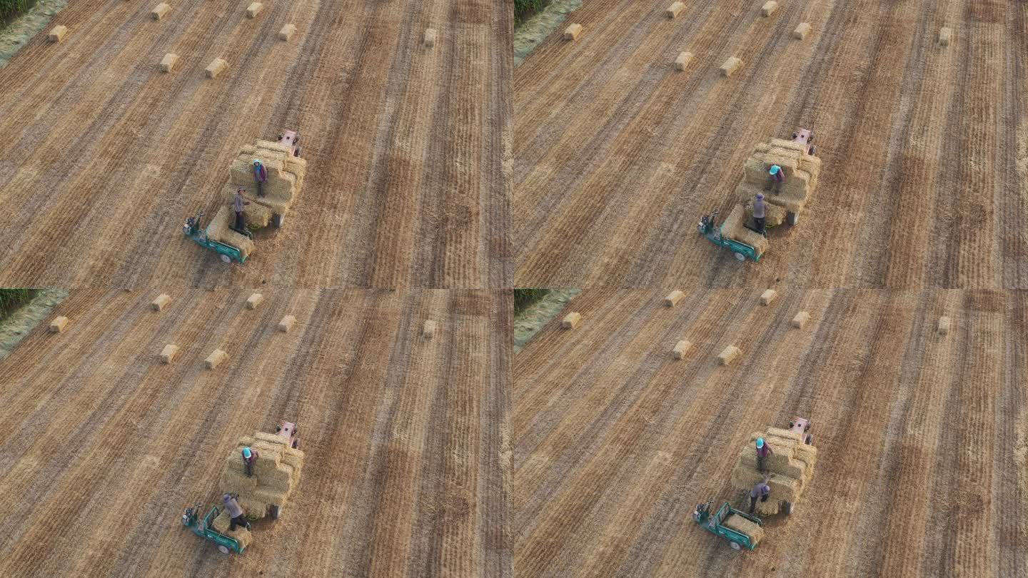 航拍农民在乡间田里回收麦杆