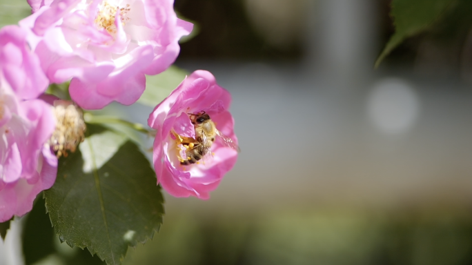 春天蜜蜂采蜜飞舞升格拍摄