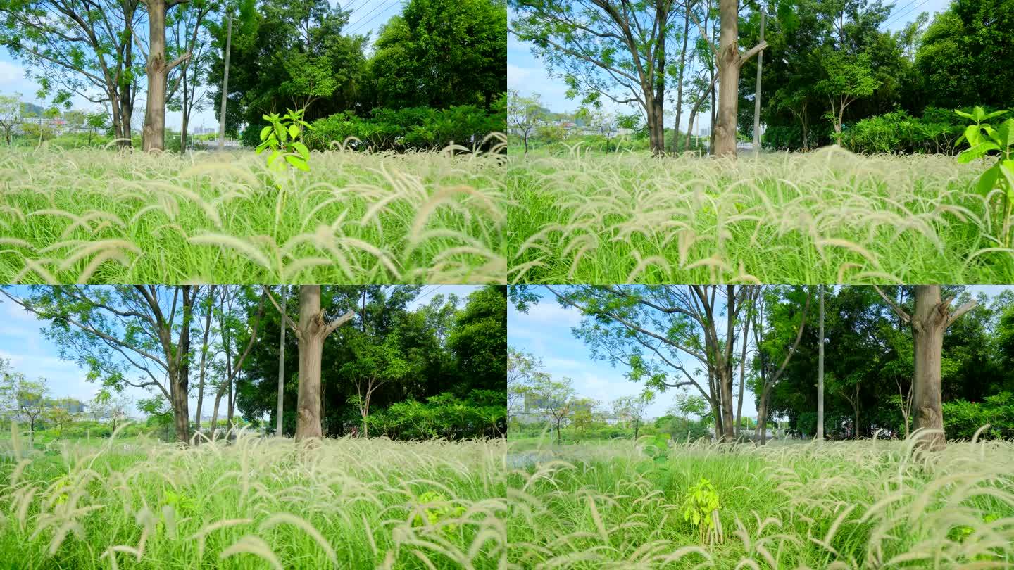 夏天 狗尾草 郊外 草丛