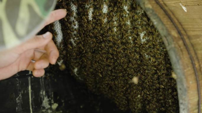 蜂场养蜂人的蜂巢割蜂蜜03