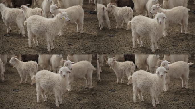 原创高清实拍内蒙古可爱小山羊
