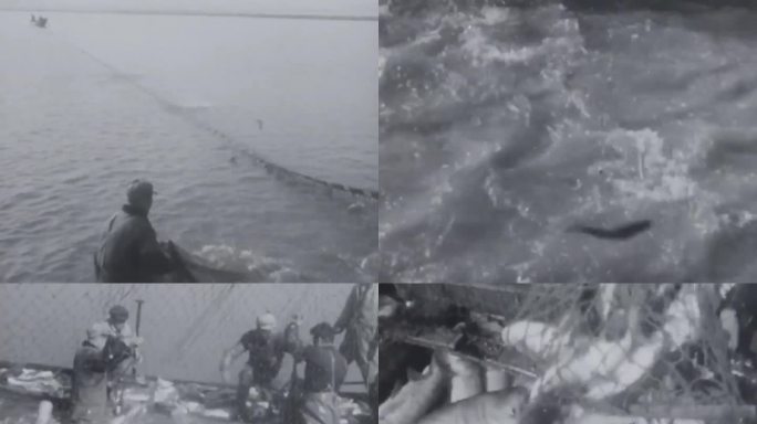 渔民 拉网捕鱼 丰收  60年代