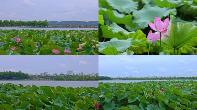 杭州西湖断桥素材