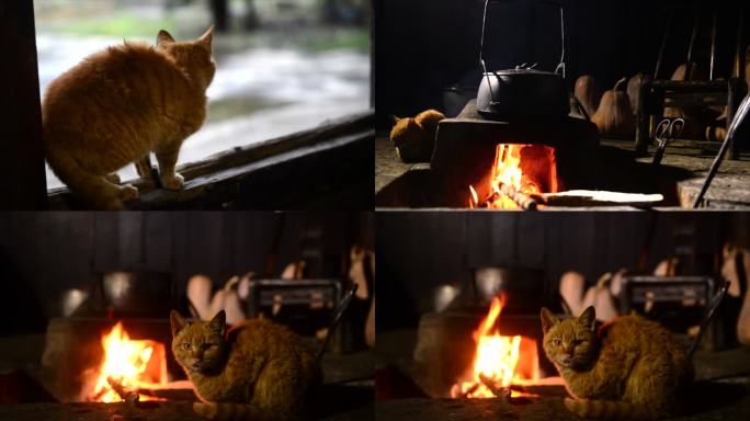 家猫烤火