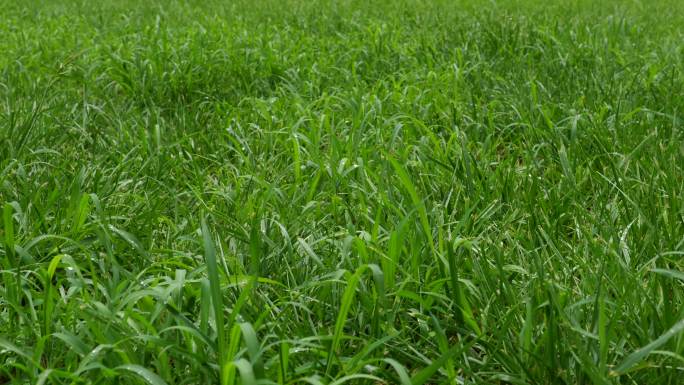 雨中的草地 小草