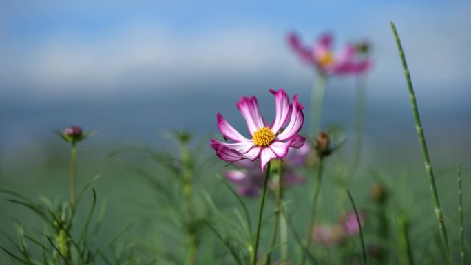 唯美浪漫花朵格桑花