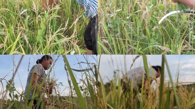 稻田干裂失收农民收割粮食失收收割失收水稻