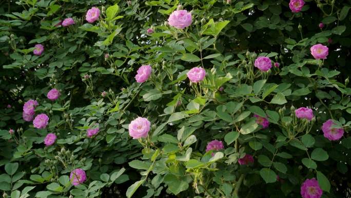 清新养眼的初夏-娇艳粉嫩的蔷薇花（2）