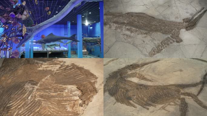 恐龙古生物化石海百合海洋生物