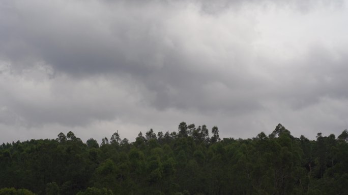 阴天森林乌云飘过树林阴雨天森林大景松树林