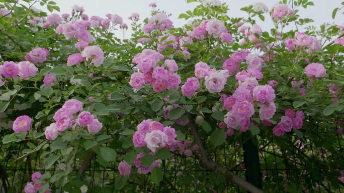 清新养眼的初夏-娇艳粉嫩的蔷薇花（1）