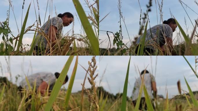稻田干裂失收农民收割粮食失收收割失收水稻