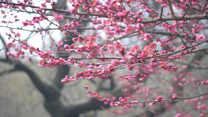 梅花盛开