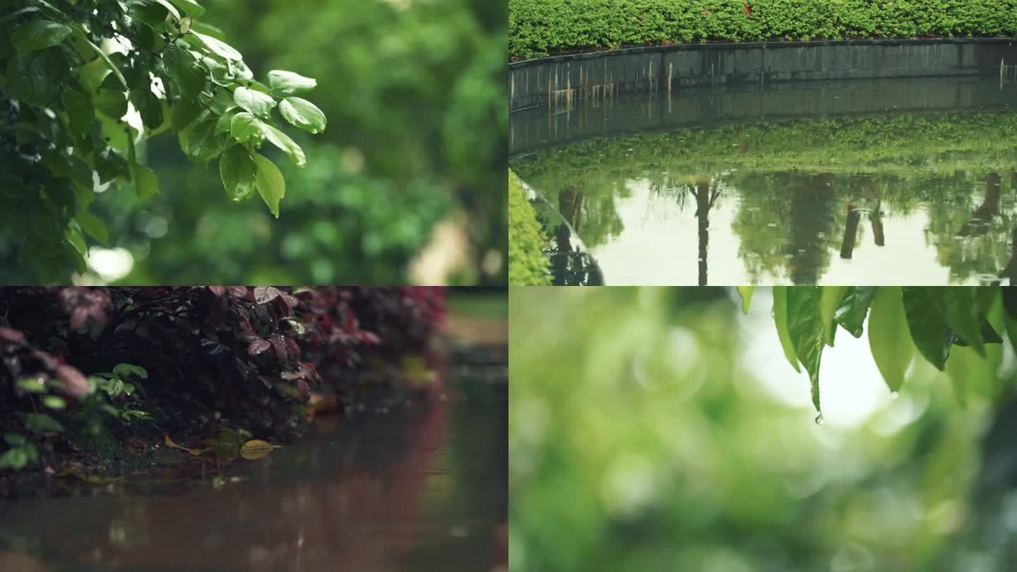 雨水唯美立春意境雨滴滴