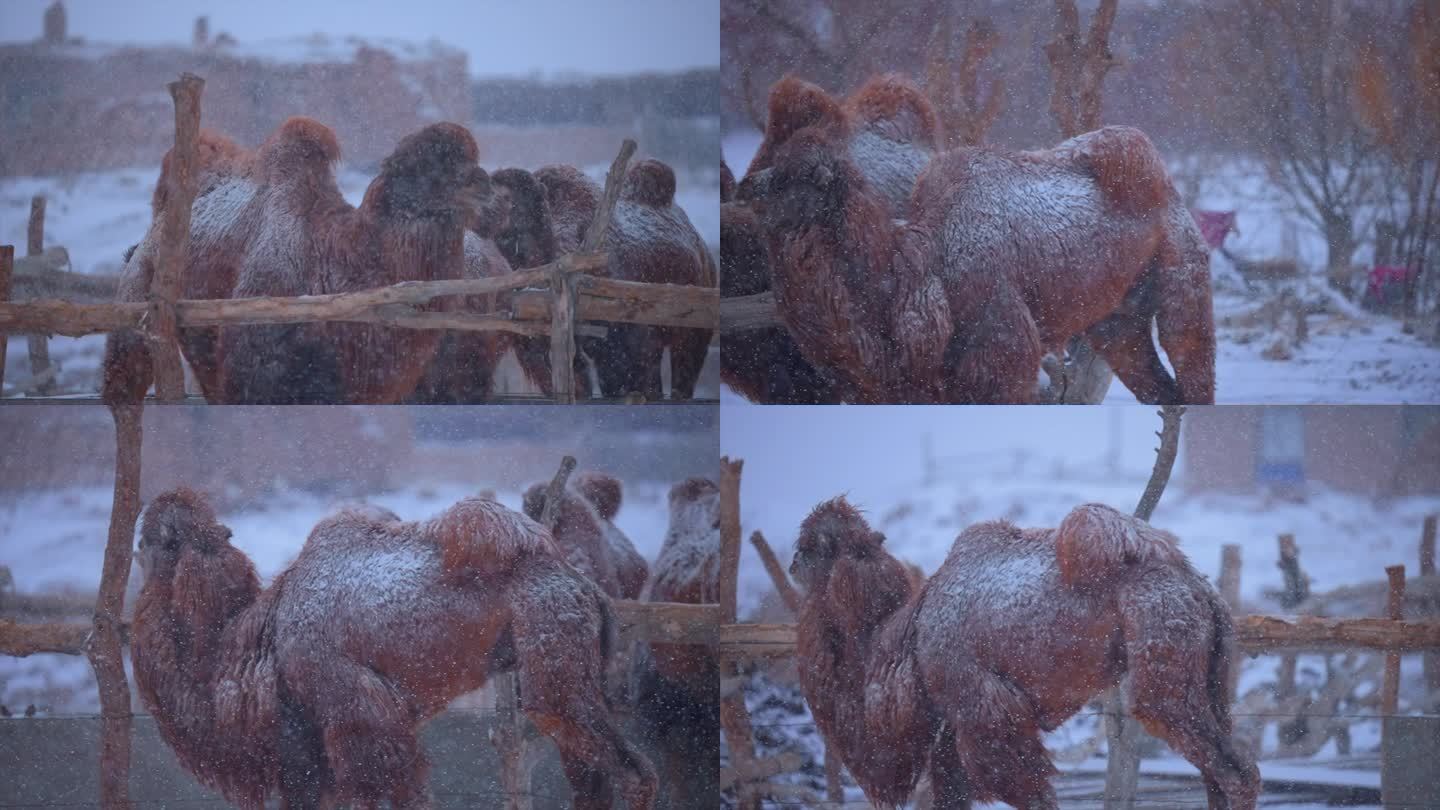 4k大雪天气中的骆驼合集