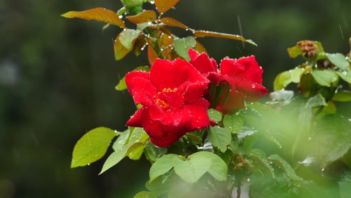 雨中的月季花 玫瑰花