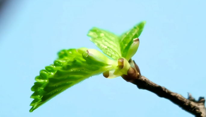 植物茶叶树叶生长延时摄影